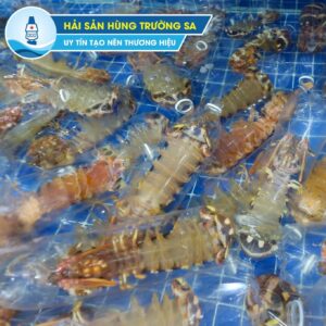 Bề Bề Vằn Chúa