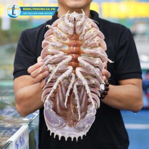 Bọ biển (Size 0.5 - 0.9kg)