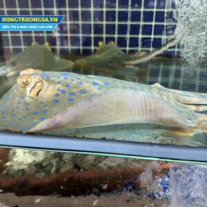 Cá Đuối Sao Xanh