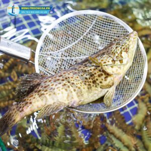 Cá song hổ thiên nhiên