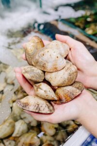 Ngao 2 cồi giá bao nhiêu 1Kg hôm nay? Cập nhật bảng giá mới nhất
