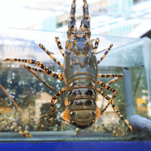 Tôm Hùm Bông (sz 0,3-0,5kg)