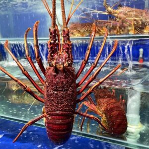 Tôm Hùm Tây Úc size to