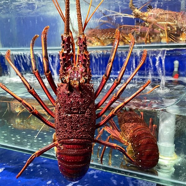 Tôm Hùm Tây Úc size to