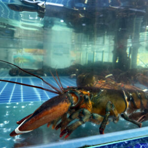 Tôm Alaska 700-1000g