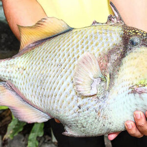 Cá bò giáp Hùng Trường Sa