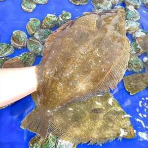 Cá bơn Wando Hùng Trường Sa