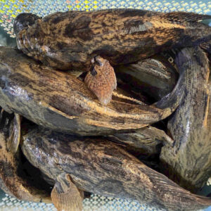 Cá bống tượng Hùng Trường Sa