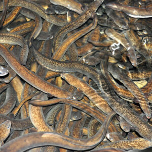 Cá chình Hùng Trường Sa