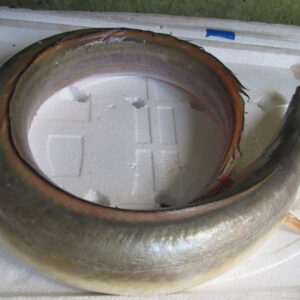 Cá dưa Hùng Trường Sa