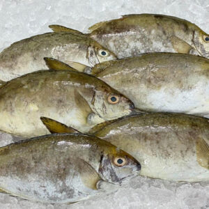 Cá giò Hùng Trường Sa