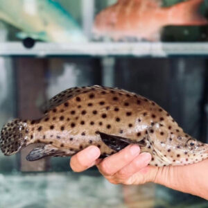 Cá mú chuột Hùng Trường Sa