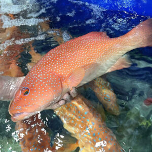 Cá mú đỏ Hùng Trường Sa