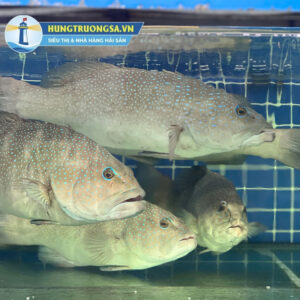 Cá mú sao xanh Hùng Trường Sa