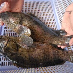 Cá song chấm Hùng Trường Sa