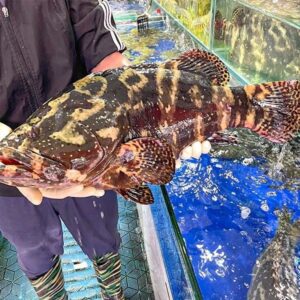 Cá song hổ to Hùng Trường Sa