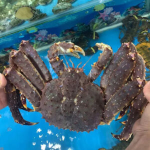 Cua hoàng đế Nauy Hùng Trường Sa