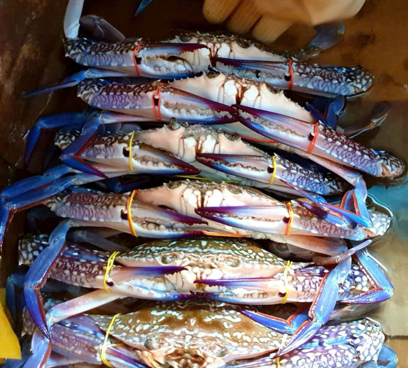 Bảo quản cua ghẹ sống sau sơ chế