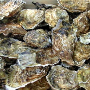 Hàu Canada Hùng Trường Sa