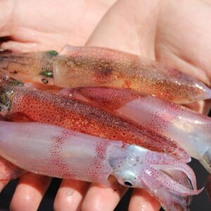 Mực nhảy Hùng Trường Sa