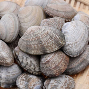 Ngao xám Hùng Trường Sa