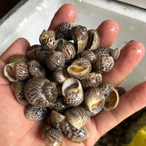 Ốc bông cồ Hùng Trường Sa