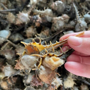 Ốc gai nhọn Hùng Trường Sa