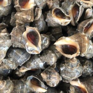 Ốc gai nhung Hùng Trường Sa