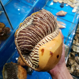 Ốc giác vàng Hùng Trường Sa