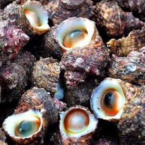 Ốc mặt trăng Hùng Trường Sa