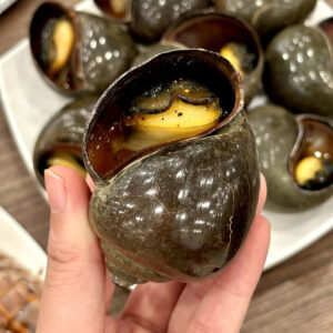 Ốc mít Hùng Trường Sa