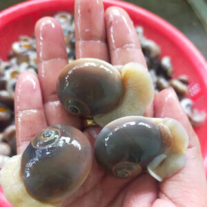 Ốc mỡ cồ Hùng Trường Sa