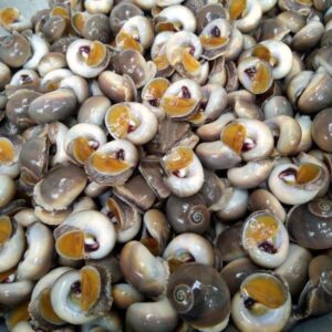 Ốc mỡ Hùng Trường Sa