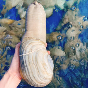 Ốc vòi voi Hùng Trường Sa