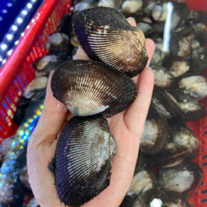 Sò lông Hùng Trường Sa