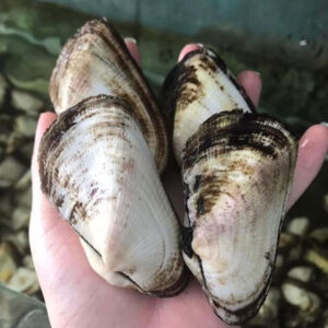 Sò méo Hùng Trường Sa