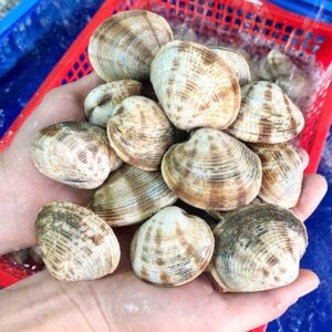 Sò sần to Hùng Trường Sa