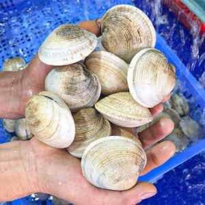 Sò thưng bé Hùng Trường Sa