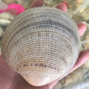 Sò thưng Hùng Trường Sa