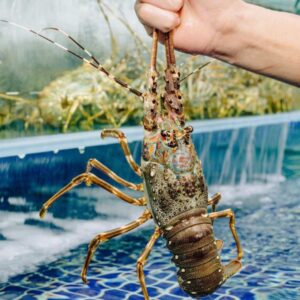 Tôm hùm xanh (2-300gr)