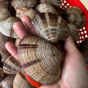 Ngao Vằn